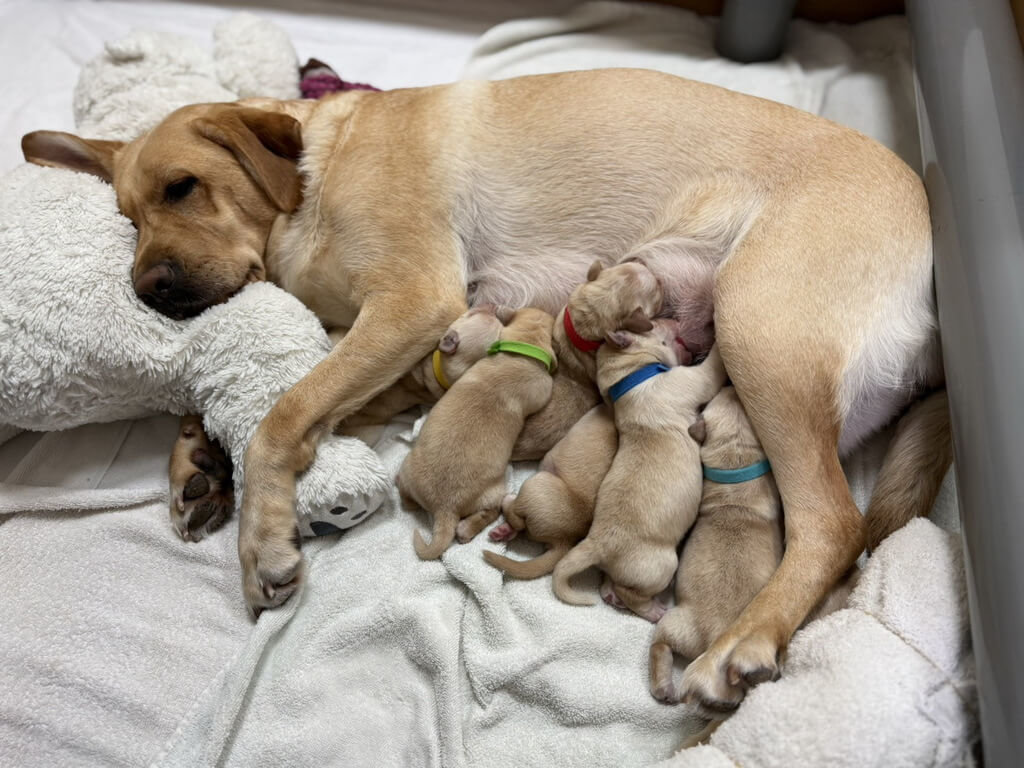 謝謝種犬媽媽Syan為視障者帶來希望。
