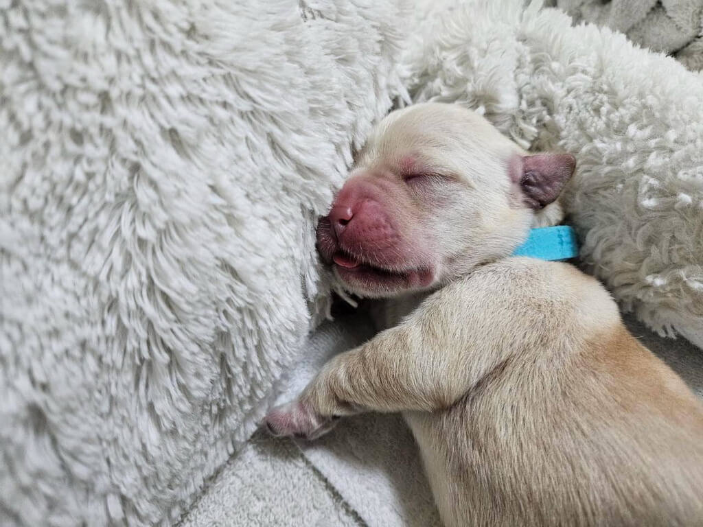 喝奶後有些醉倒的幼犬，直接躺在嬤嬤身上呼呼大睡。