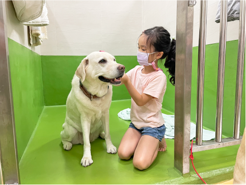 為導盲犬梳毛可以降低在公共場所掉毛的機率喲！