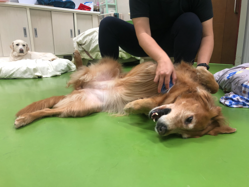 導盲犬很喜歡志工幫忙梳毛、擦澡！