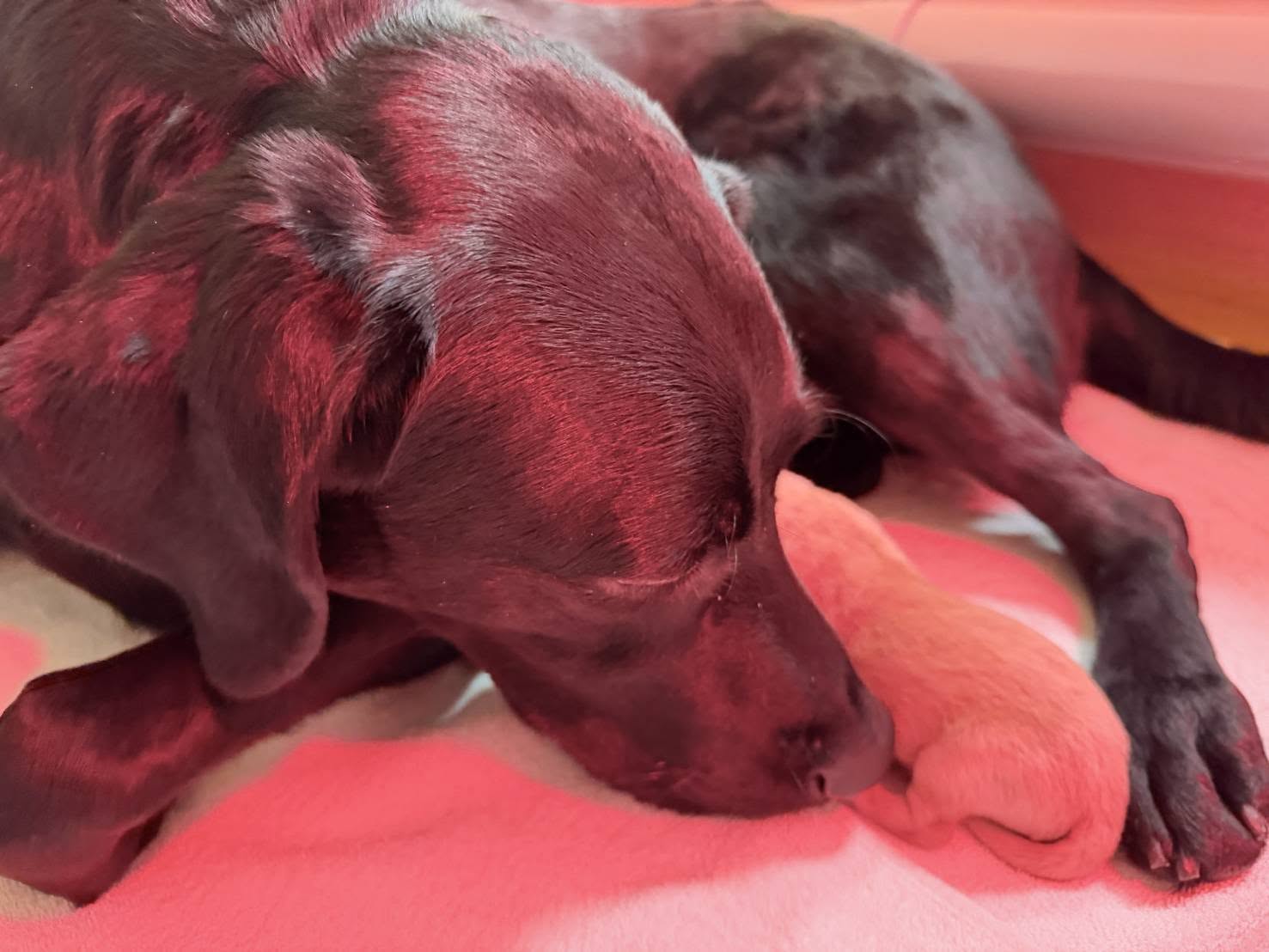 母種犬Roxy低透看相吸吮母乳的Daisy。