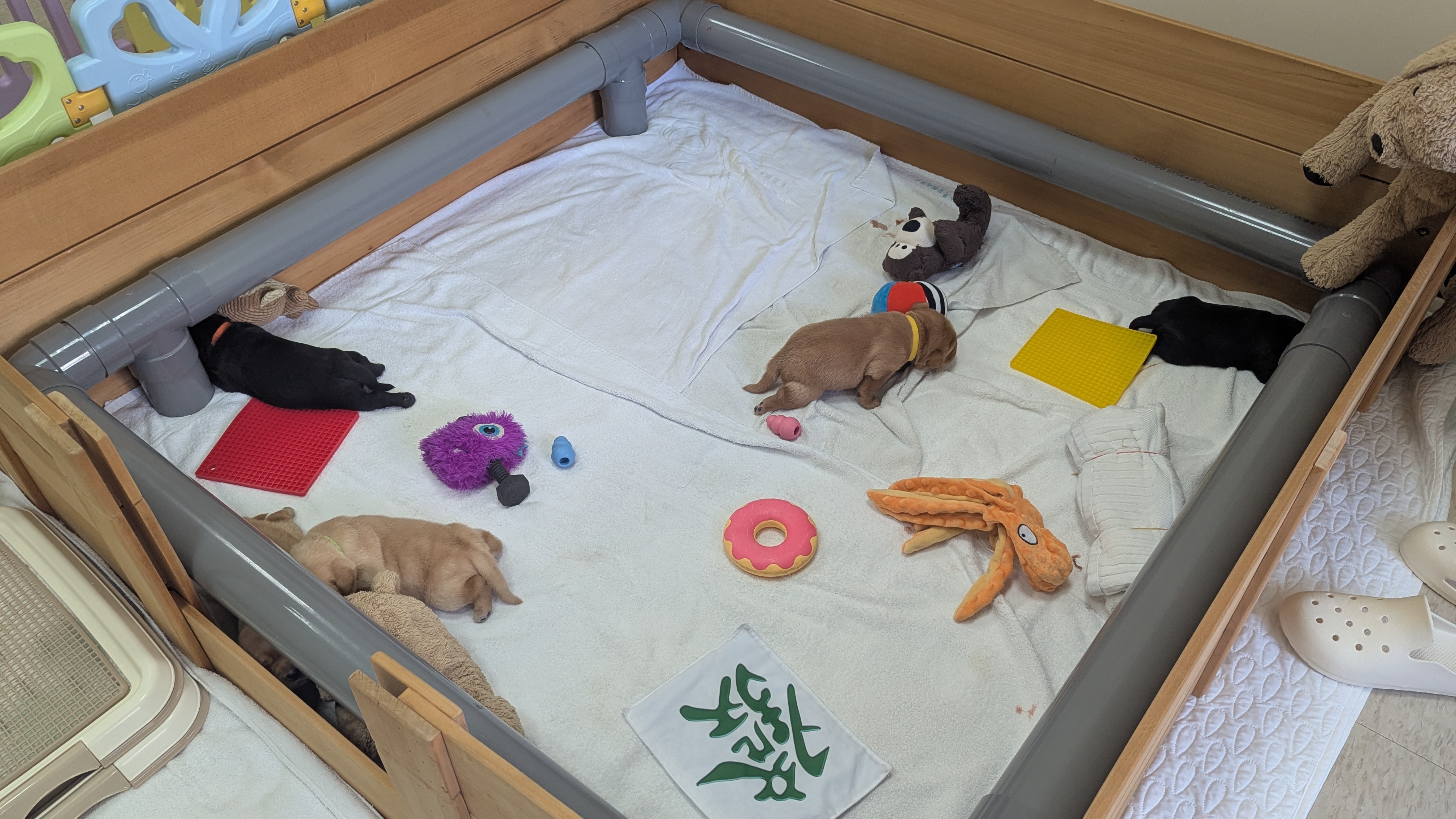 幼犬在產箱中熟睡