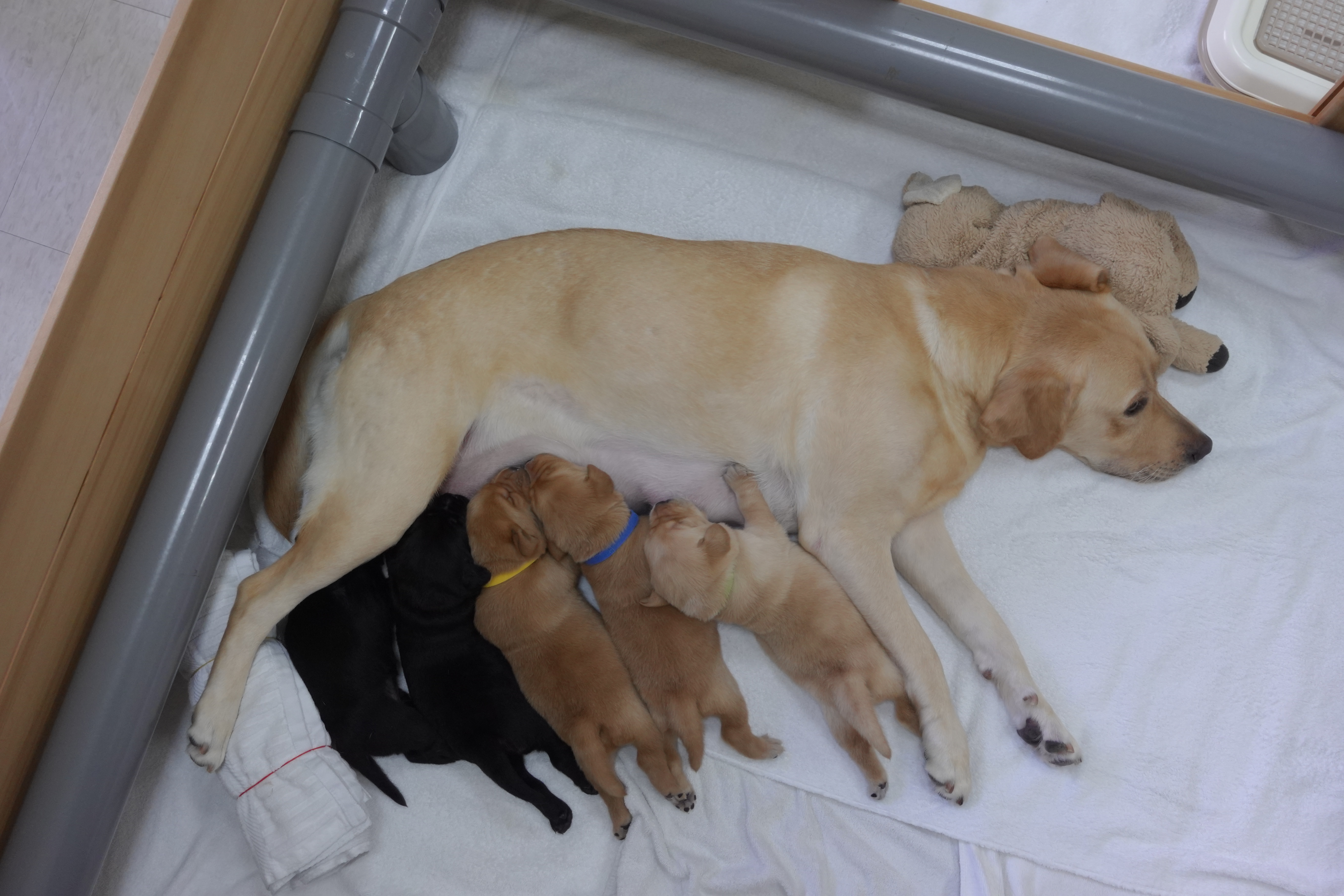 導盲犬媽媽Tessa日前產下5隻拉布拉多幼犬