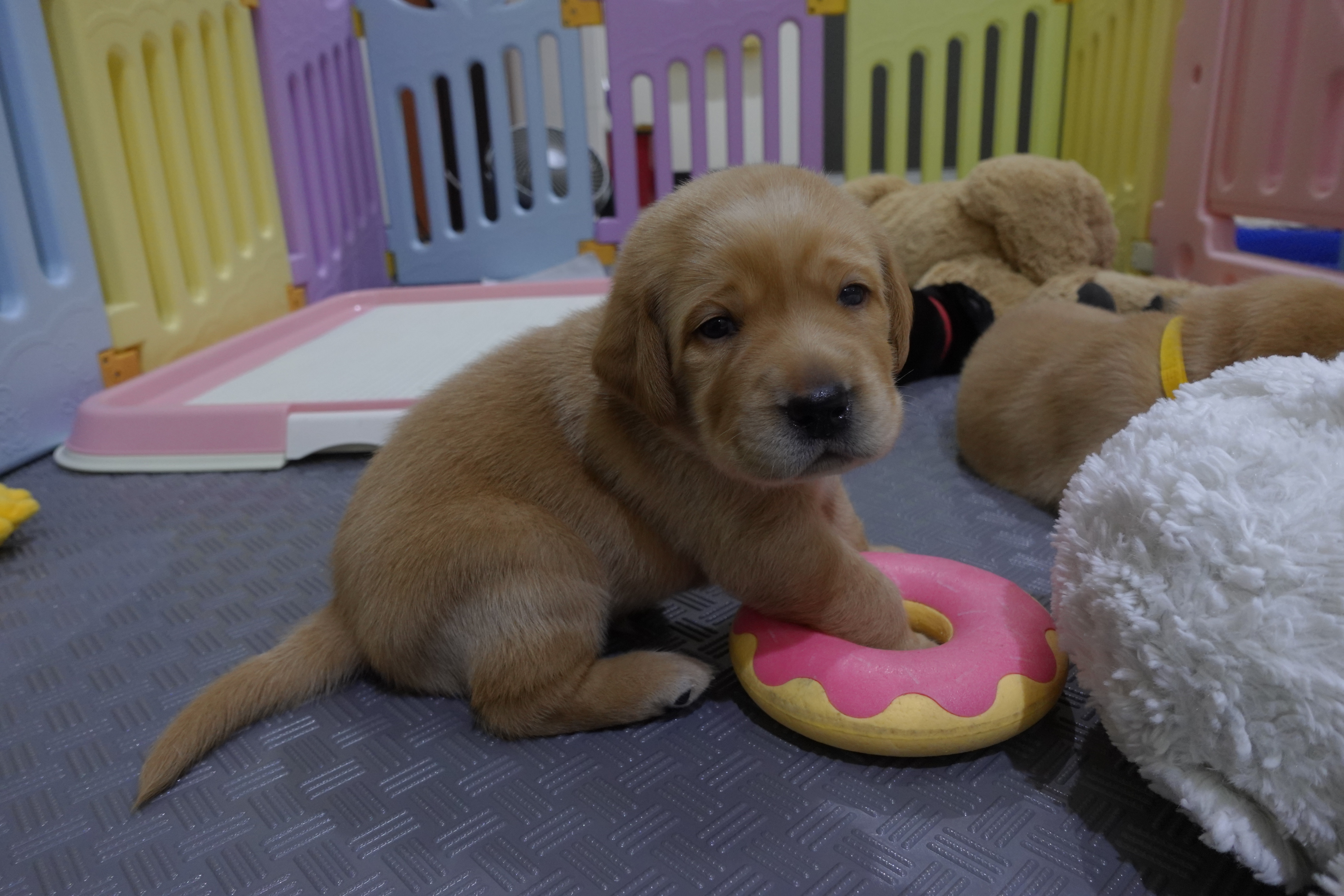 睜開眼看世界的幼犬