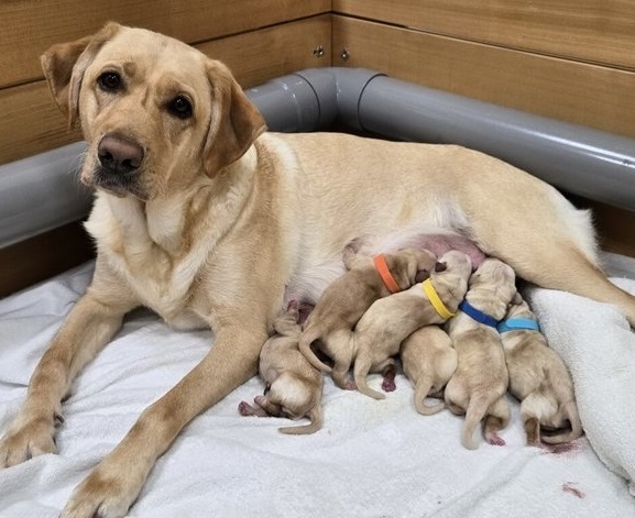導盲種犬Syan喜獲6寶寶 開路天使徵求寄養家庭(標題圖檔)