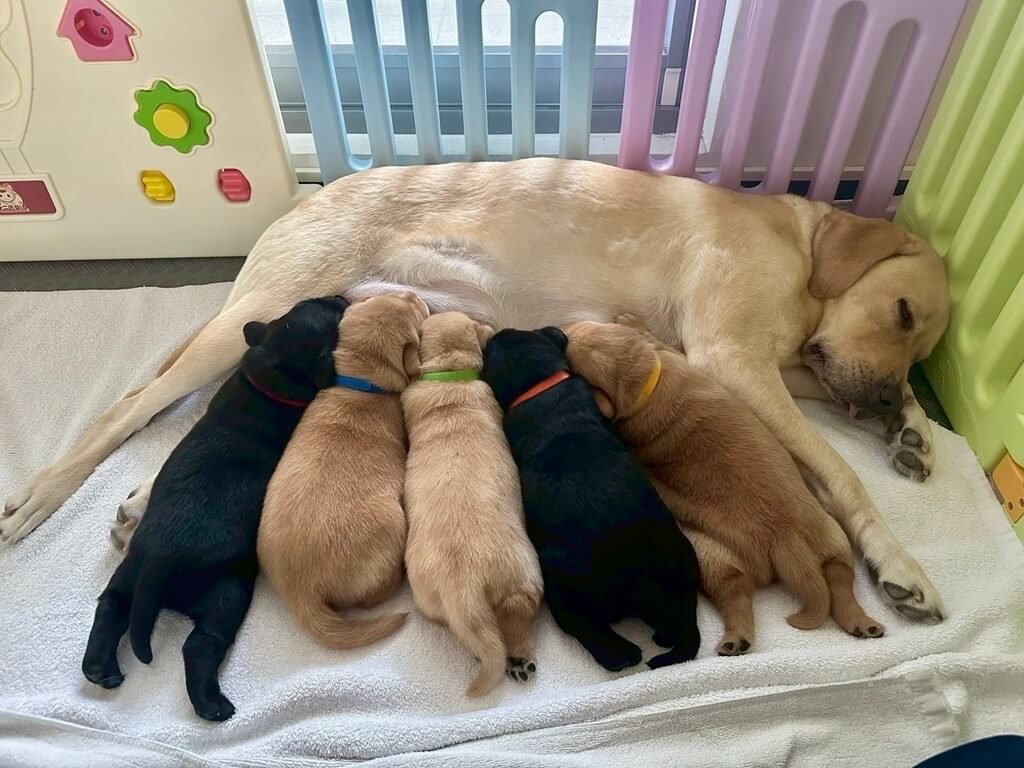端午再添5幼犬 強力招募寄養家庭協助訓練(標題圖檔)