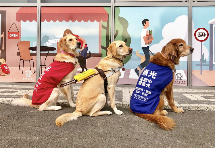 國際導盲犬日快樂(標題圖檔)