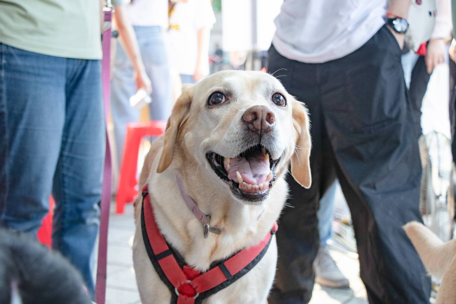 2026年2月宣導及募款活動訊息(標題圖檔)