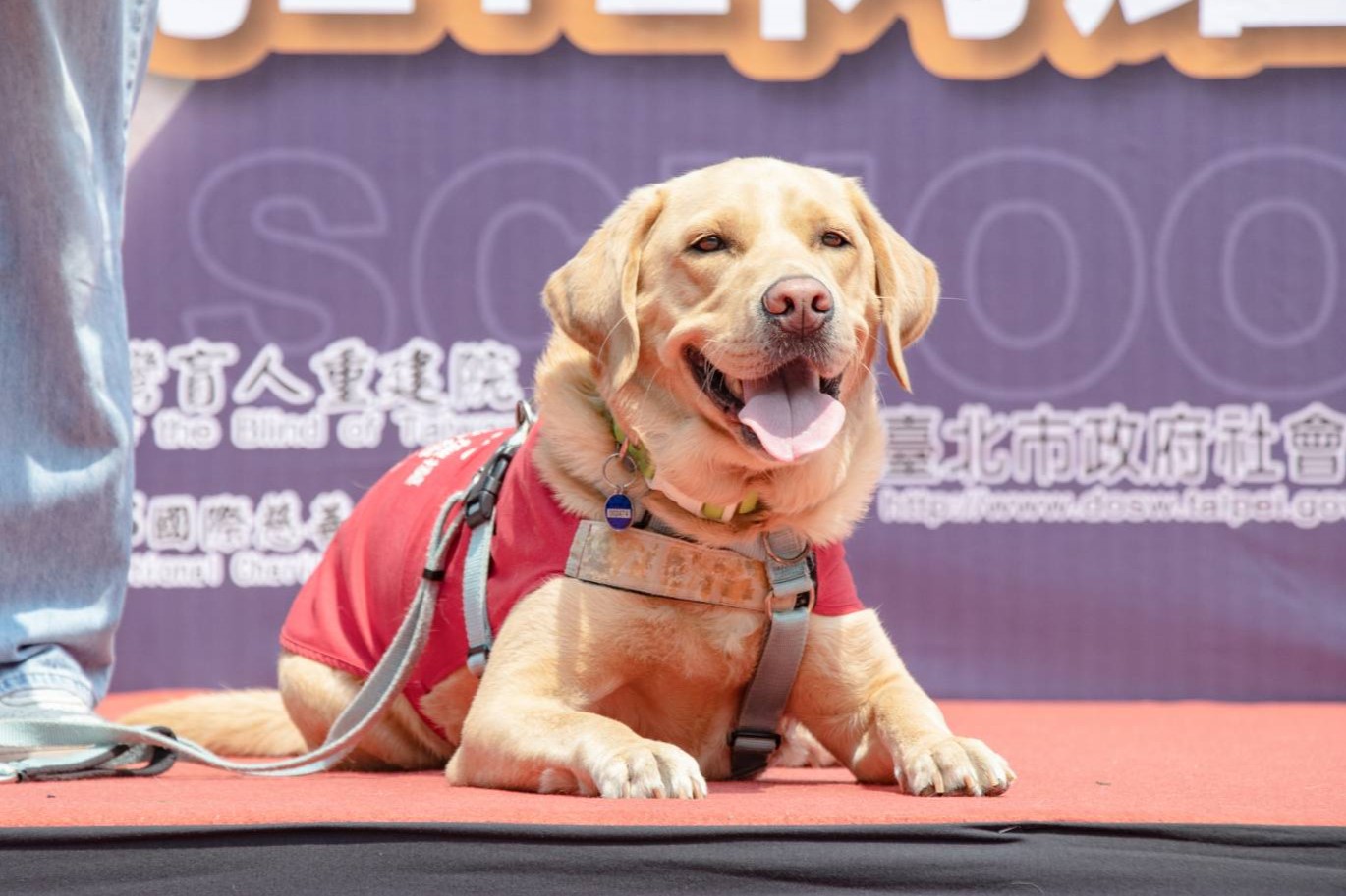 🐾【北部活動志工招募】🐾2026惠光導盲犬月(標題圖檔)