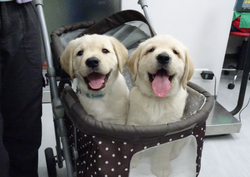 【熱情招募】來成為導盲犬乾爹乾媽吧！(標題圖檔)