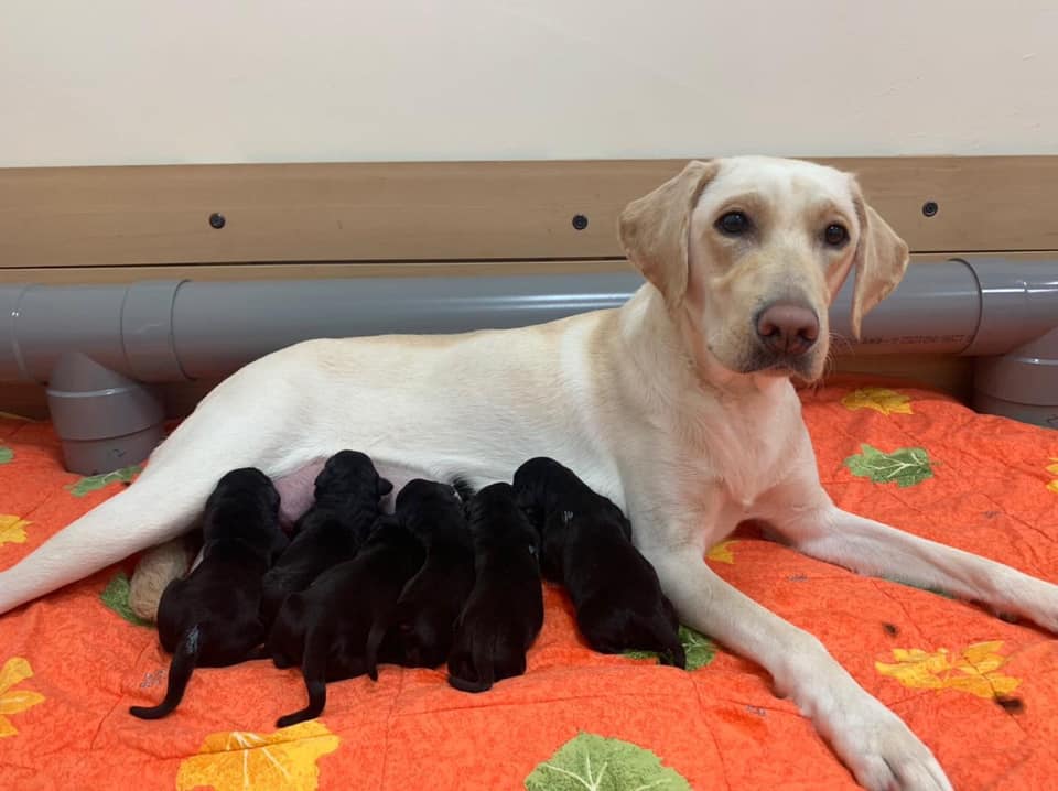 🎉賀！Wapitan誕下L胎寶寶！(標題圖檔)