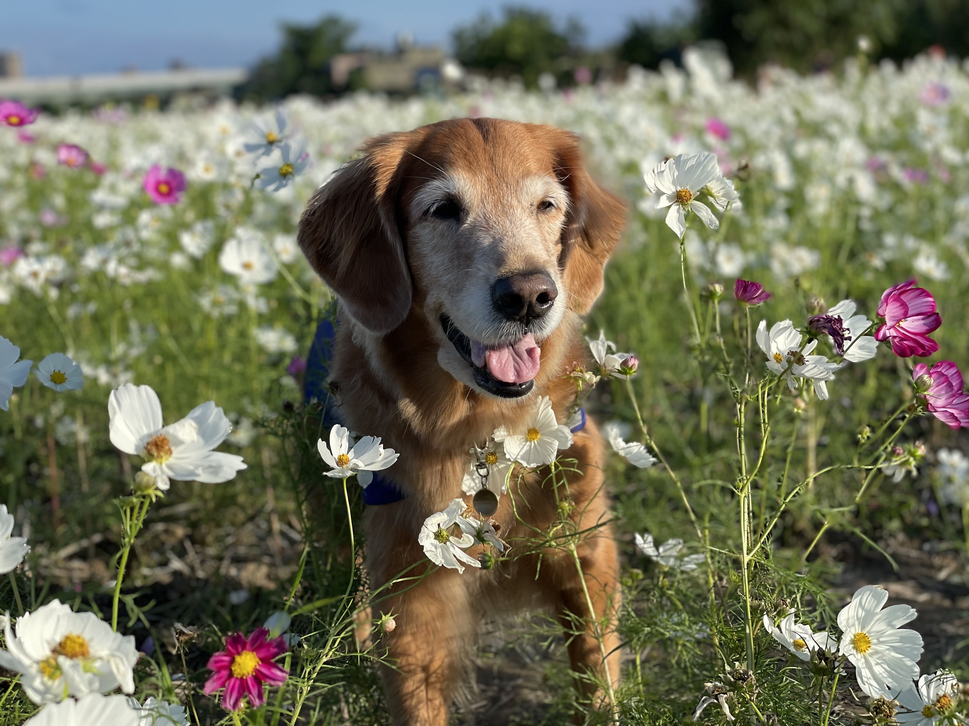 財團法人惠光導盲犬教育基金會 110年度「支持培育本土導盲犬計畫」(標題圖檔)