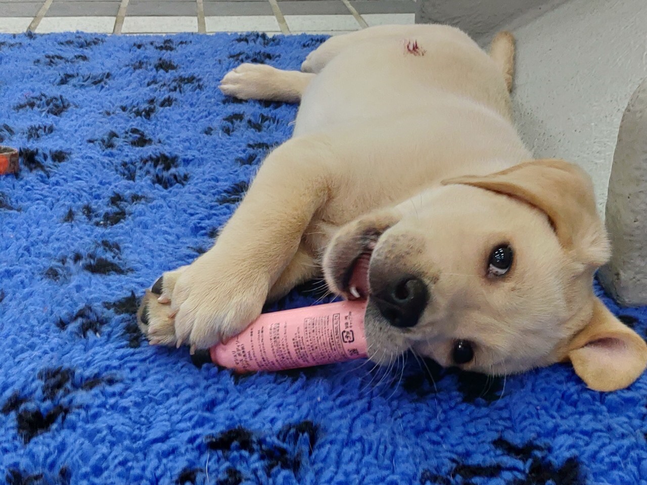 【因應疫情 | 暫停校內參訪與志工服務】 (標題圖檔)