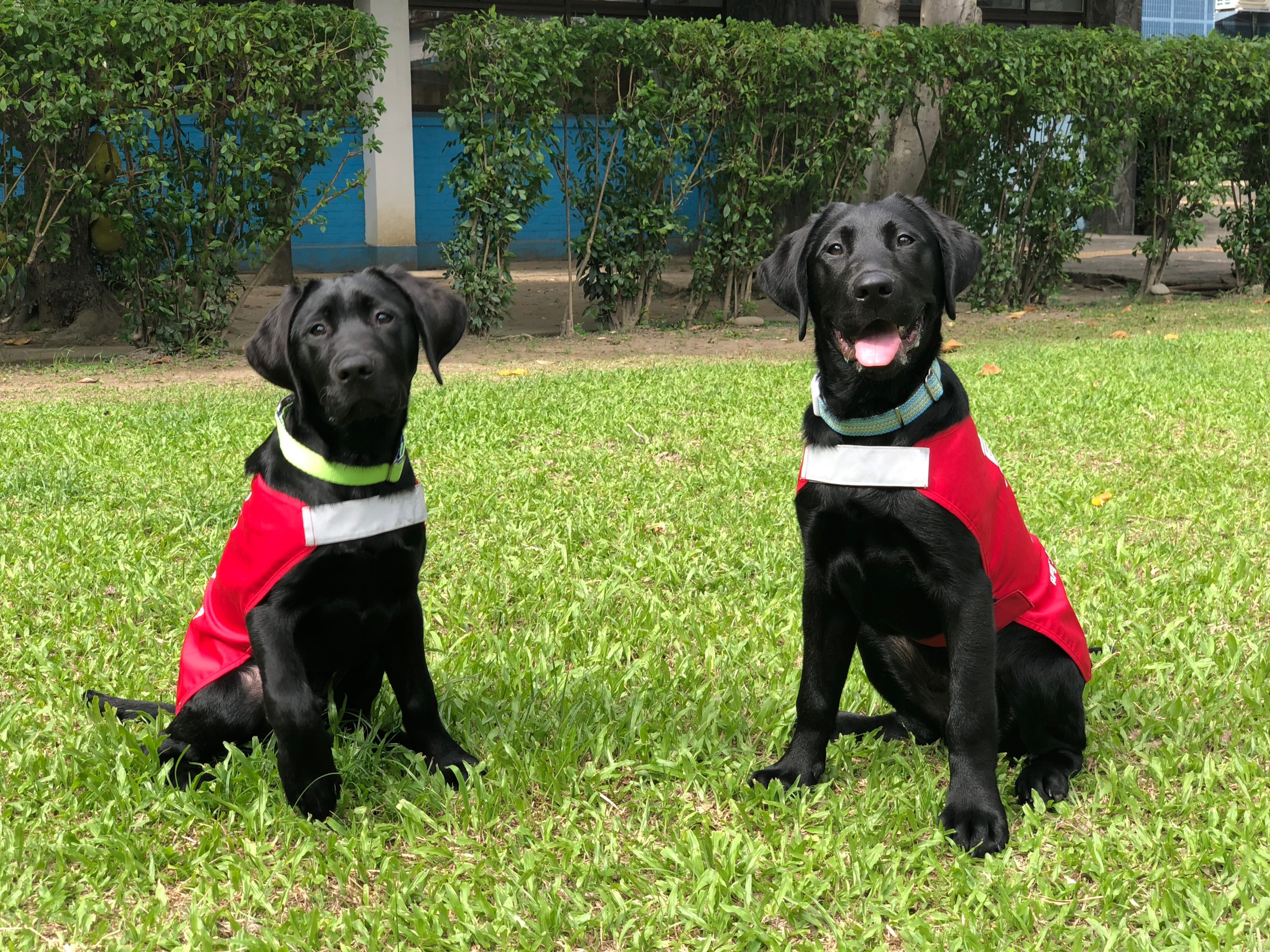 財團法人惠光導盲犬教育基金會 109年度「支持培育本土導盲犬計畫」(標題圖檔)