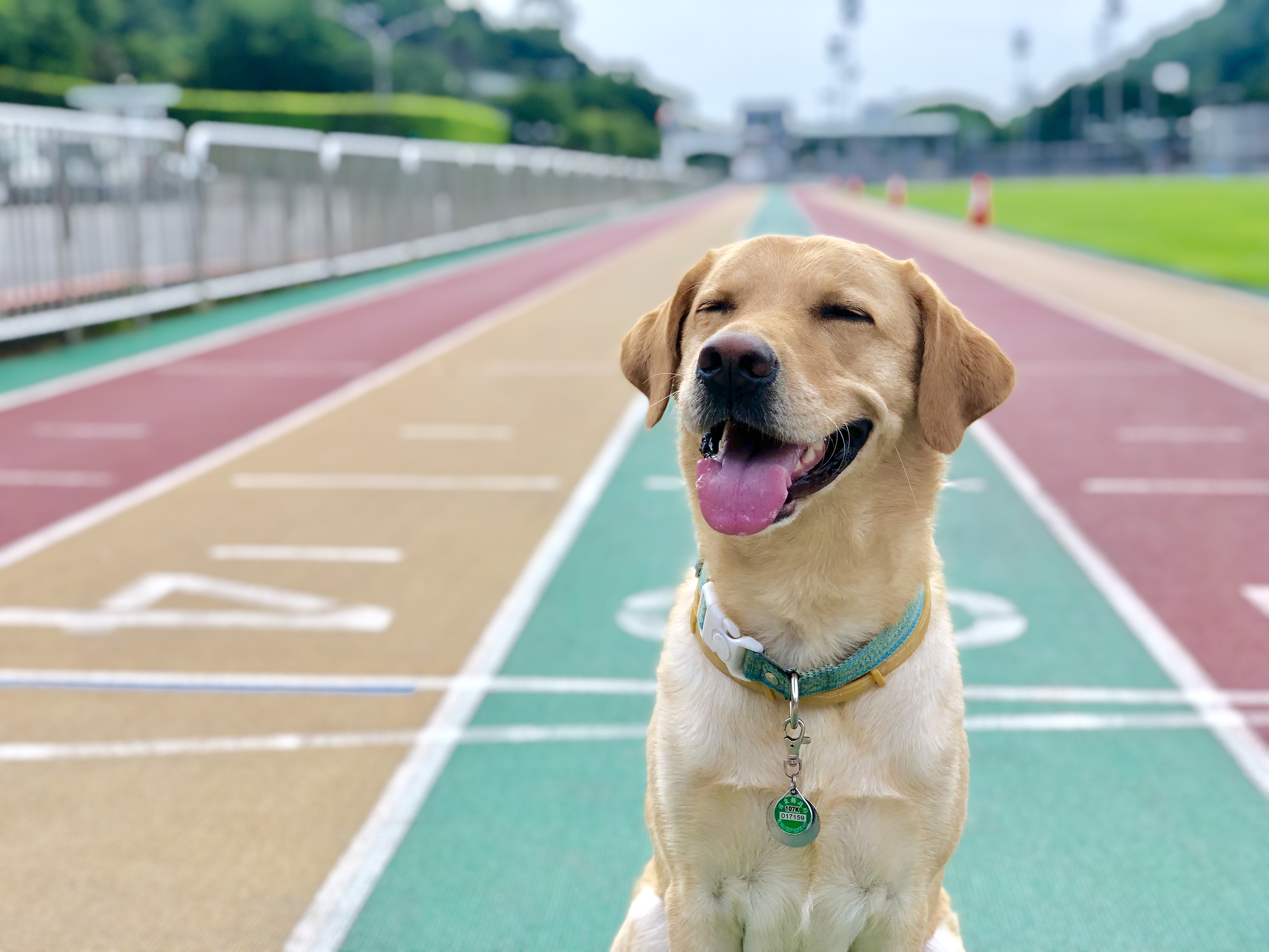 財團法人惠光導盲犬教育基金會107年度「支持培育本土導盲犬計畫」(標題圖檔)