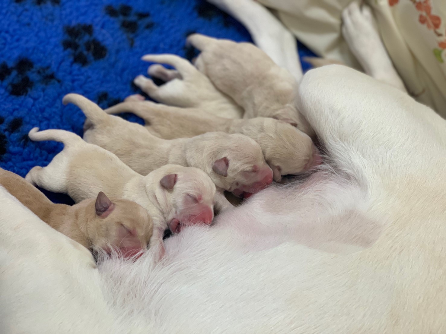 🎉賀！Warin誕下M胎寶寶！(標題圖檔)