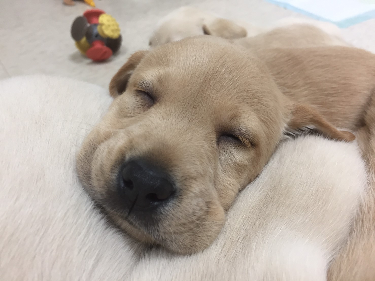 財團法人惠光導盲犬教育基金會 108年度「支持培育本土導盲犬計畫」(標題圖檔)