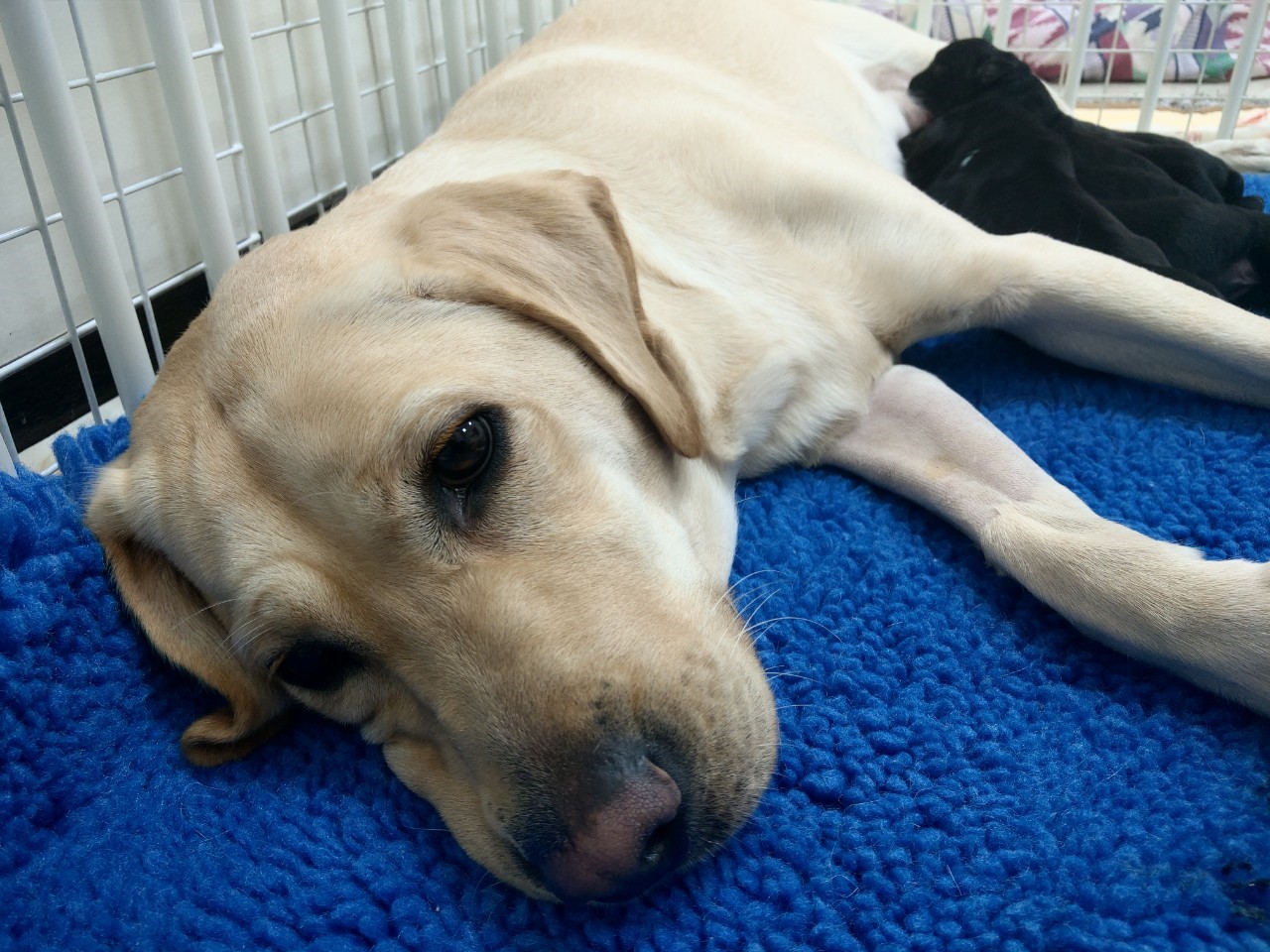 🎉賀！Oria誕下N胎寶寶！(標題圖檔)