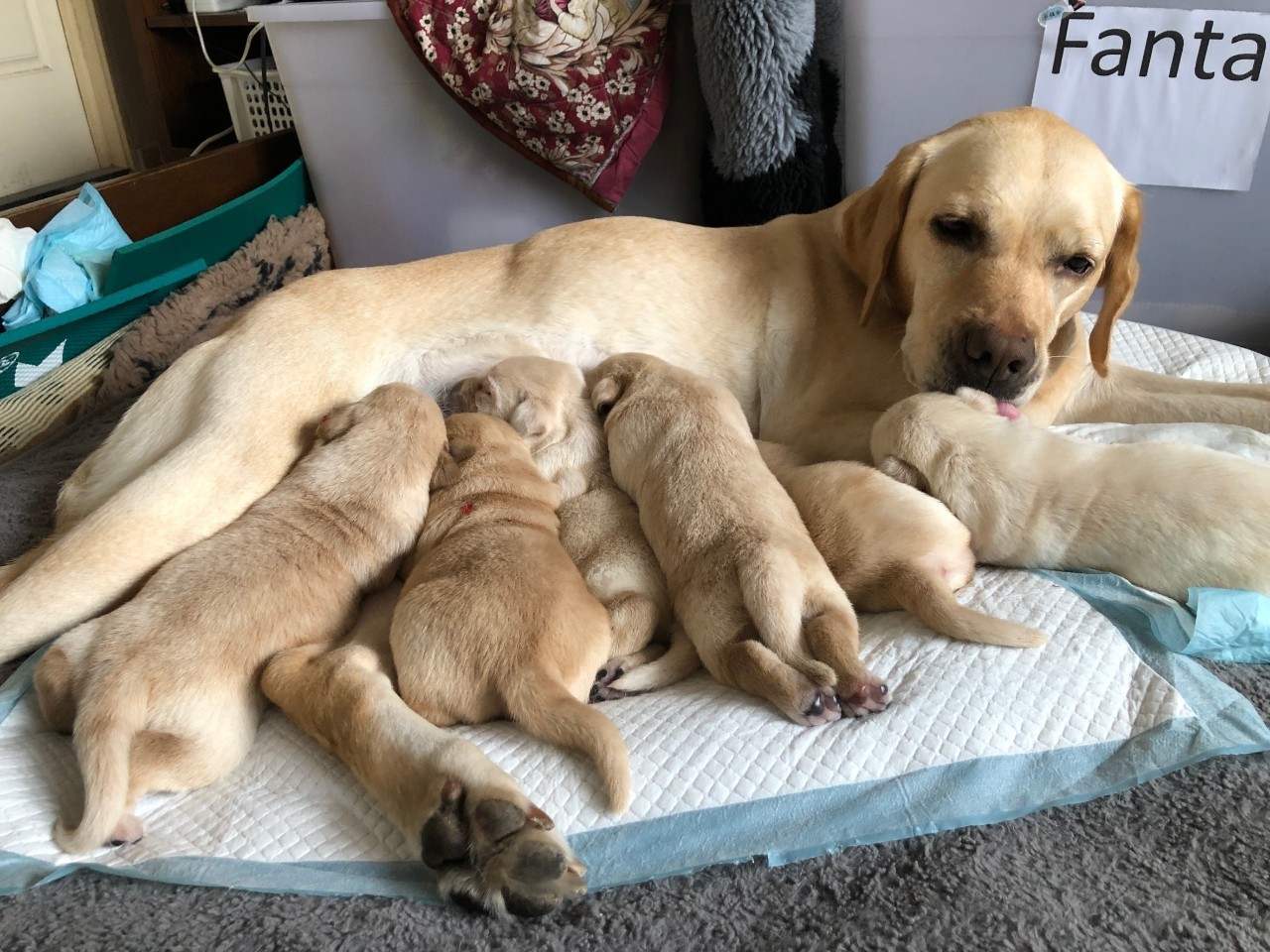 🎉賀！Fanta誕下O胎寶寶！(標題圖檔)