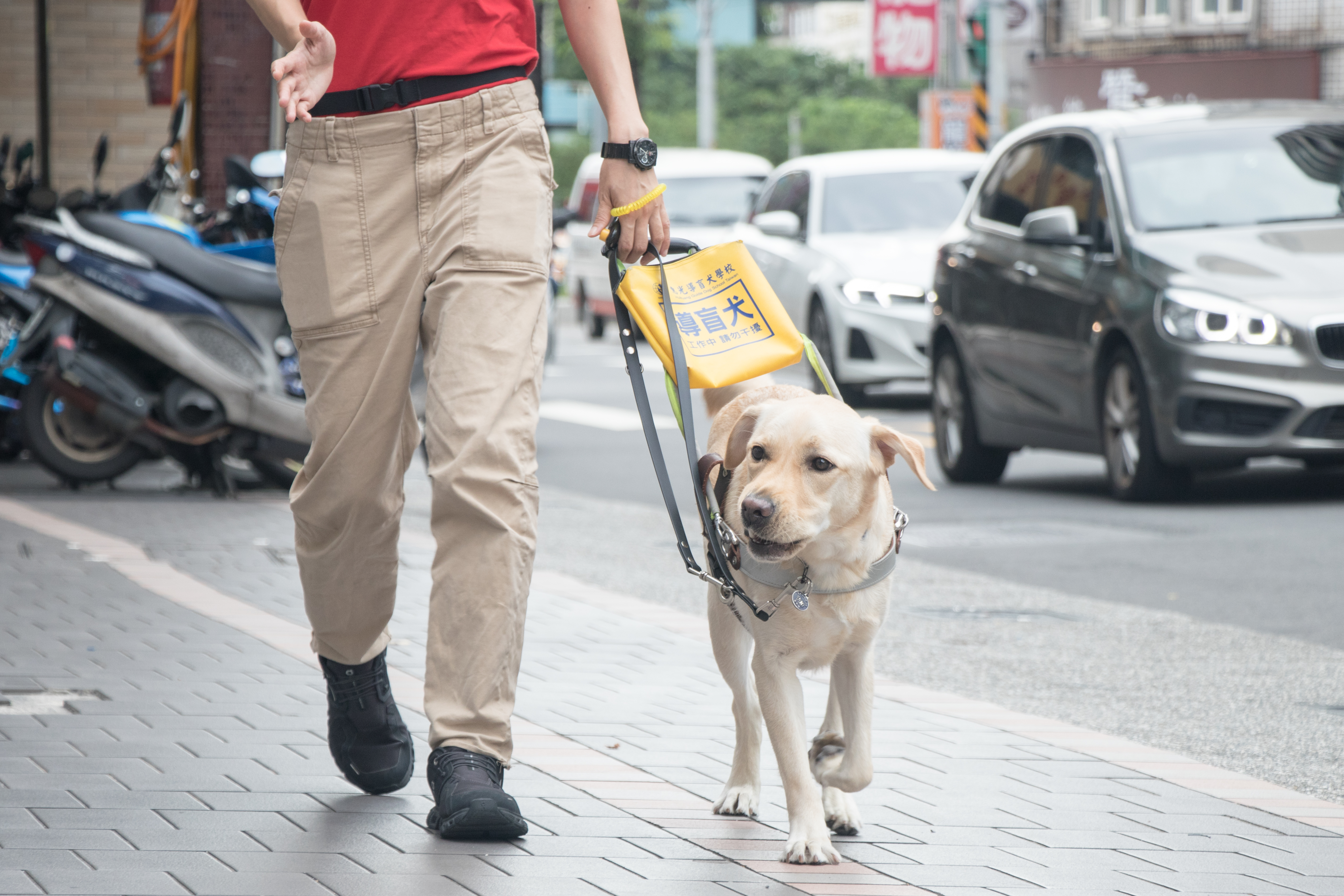 114年度「支持培育本土導盲犬計畫」(標題圖檔)