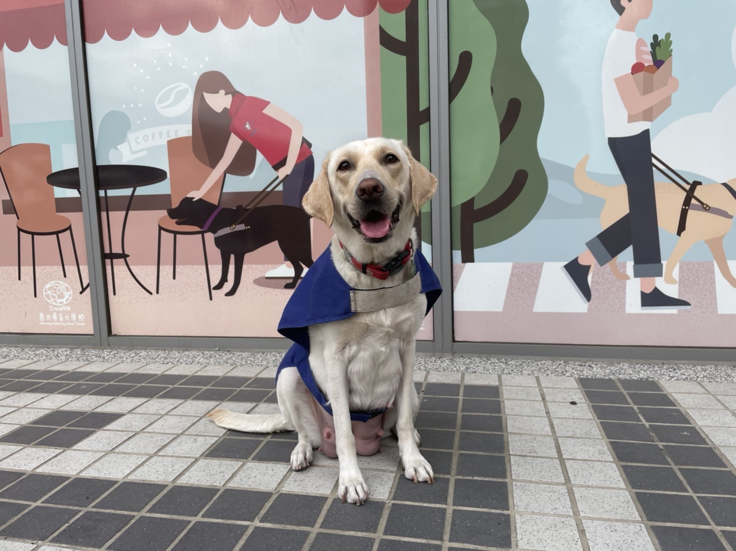 首次由冷凍精液成功培育之導盲幼犬即將誕生(標題圖檔)