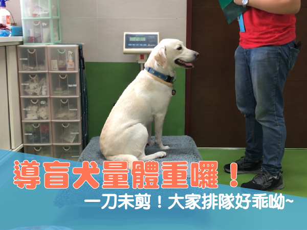📽導盲犬量體重囉！(標題圖檔)