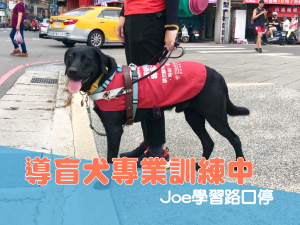 📽導盲犬專業訓練中！ Joe學習路口停(標題圖檔)