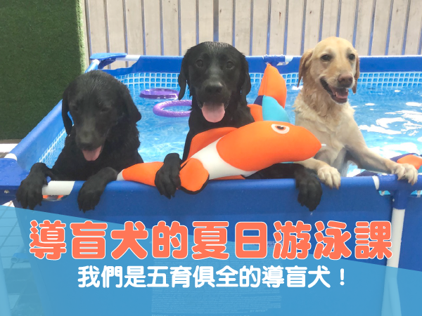 📽導盲犬的夏日游泳課(標題圖檔)