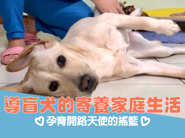 📽導盲犬的寄養家庭生活❤孕育開路天使的搖籃❤(標題圖檔)