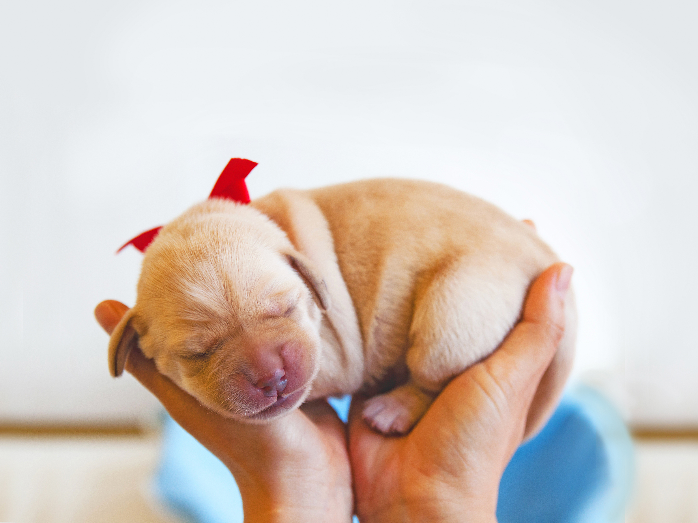 【緊急招募】歡迎成為導盲犬寄養家庭！(標題圖檔)